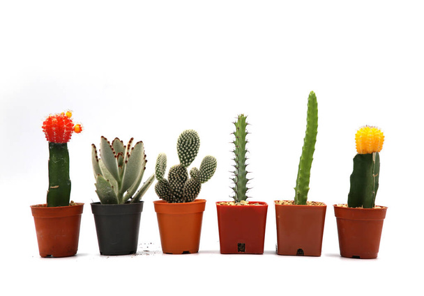 Collection Cactus Isolated in Pot on White Background. - Fotografie, Obrázek