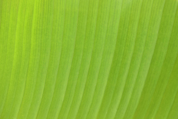 A close up of green banana leaf texture The leaves are clearly visible. - Photo, Image