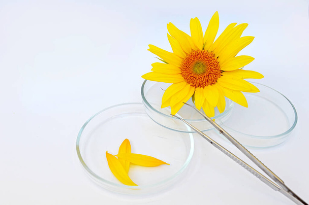 研究室のガラス製品に花弁がある天然のひまわり - 写真・画像