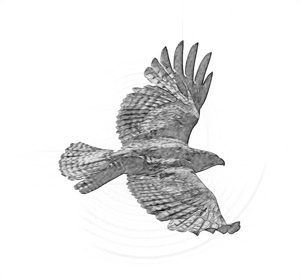 Falcon přistání swoop ruční kreslení a barvy na pozadí ilustrace, Hawk vintage retro - Fotografie, Obrázek