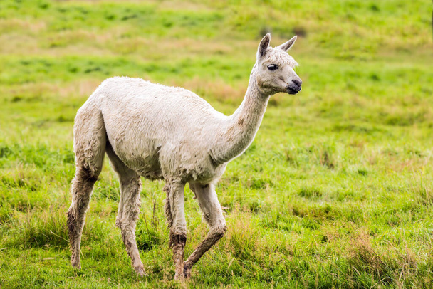 Charmant lama blanc après une coupe de cheveux collant sur de l'herbe verte. Ferme d'élevage pour la viande et la laine. Le concept de tourisme exotique, écologique et photographique - Photo, image