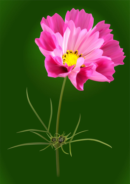 Pink cosmos flower - Vector, Image