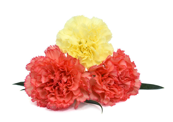 Beautiful bouquet of carnation flowers isolated on white background - Photo, Image
