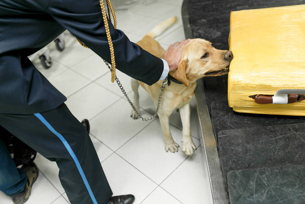 Labrador dog looking at camera, for detecting drugs at the airport standing near the customs guard. - Photo, Image