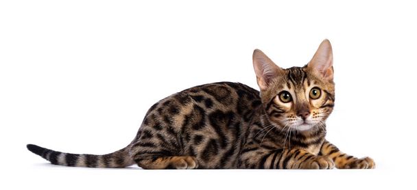 Junges Bengal-Katzenkätzchen, das sich seitlich hinlegt. Mit grünlichen Augen neben die Kamera schauen. Vereinzelt auf weißem Hintergrund. Langer Schwanz gestreckter Körper. - Foto, Bild