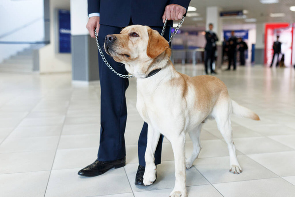 Κοντινή εικόνα ενός σκύλου Λαμπραντόρ για την ανίχνευση ναρκωτικών στο αεροδρόμιο που στέκεται κοντά στον τελωνιακό φύλακα. - Φωτογραφία, εικόνα
