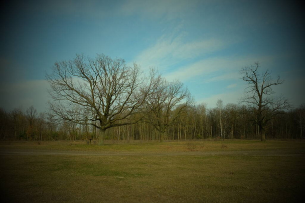 Dva krásné větvené stromy na okraji lesa. Jarní krajina. Vignette. - Fotografie, Obrázek
