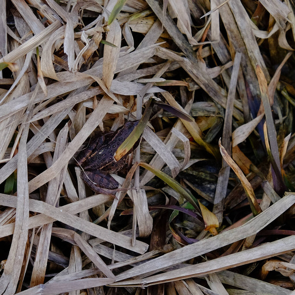 乾いた草の間に小さなカエルが隠れている。カモフラージュ肌の色のカエル。野生の自然. - 写真・画像