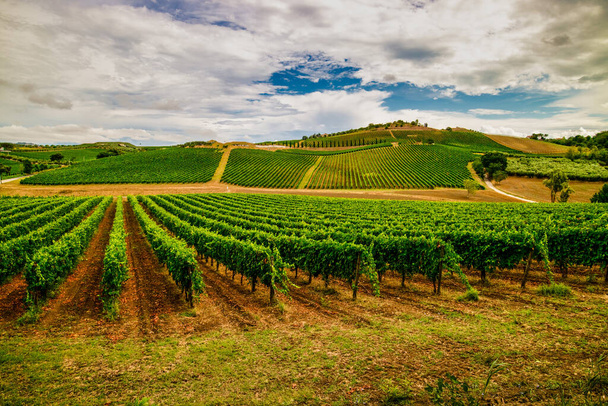 Włoska winnica w Abruzji. Winem jest Montepulciano D 'Abruzzo. Piękne rzędy winorośli we Włoszech. Skrupulatne rzędy pokazują proces uprawy winorośli.. - Zdjęcie, obraz