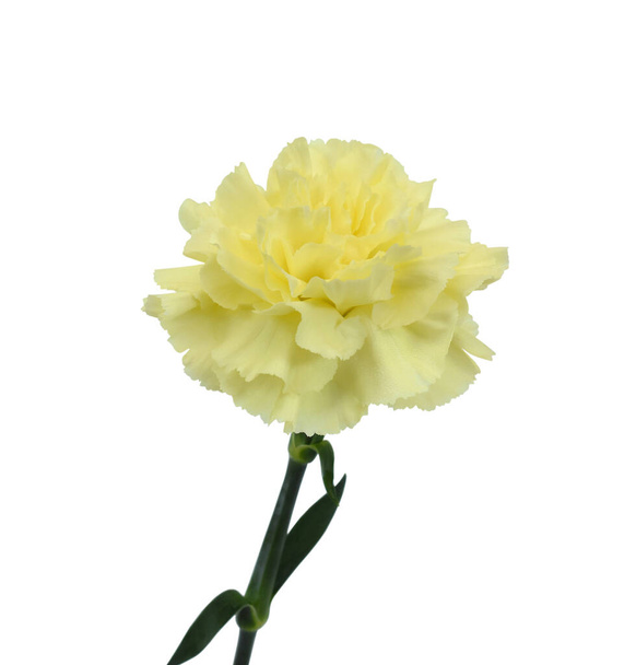 beautiful yellow carnation flower isolated on white background - Photo, Image