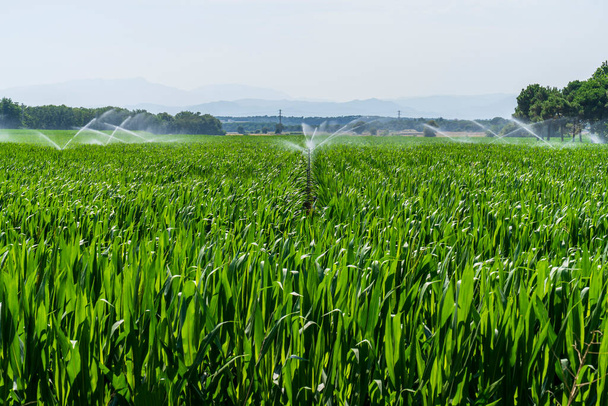 Corn fields in cycling path of Llagostera being watered, Girona, Catalonia, Spain. - Photo, Image