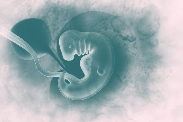 Ανθρώπινο έμβρυο σε επιστημονικό υπόβαθρο. 3D εικονογράφηση - Φωτογραφία, εικόνα