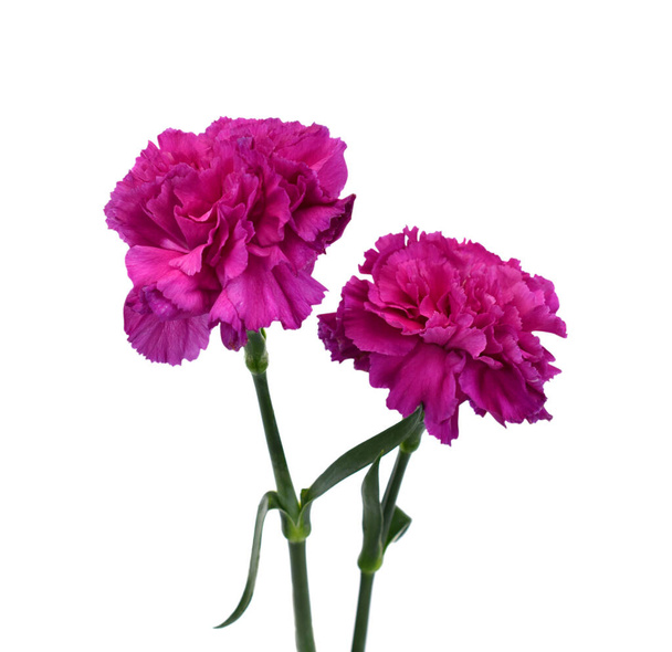 白い背景に孤立した美しい紫色のカーネーションの花 - 写真・画像