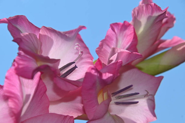 piękne gladiolusy na tle nieba, koncepcja latem, widok z bliska   - Zdjęcie, obraz