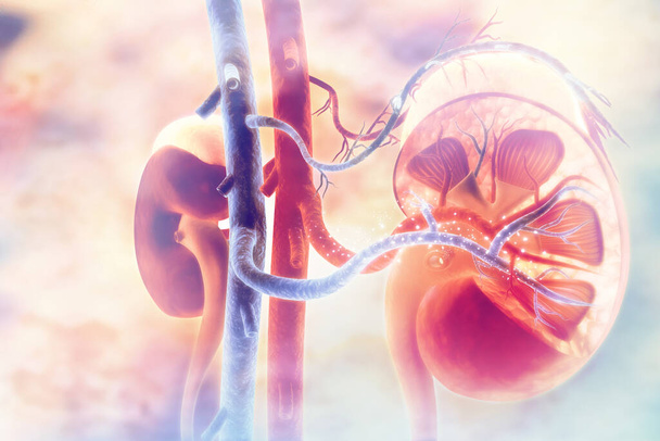 Human kidney cross section. 3d illustration - Photo, Image