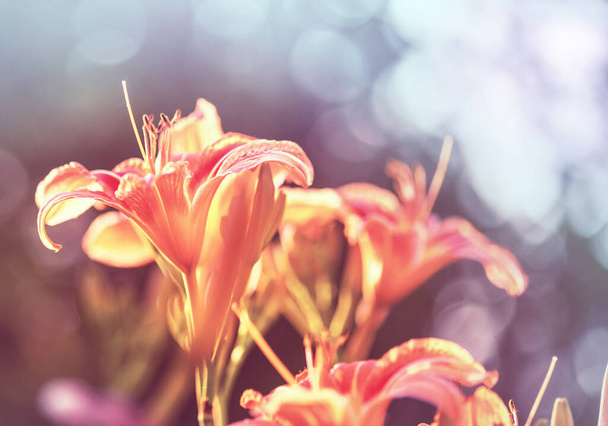 Nahaufnahme der schönen Blumen. Geeignet für floralen Hintergrund. - Foto, Bild