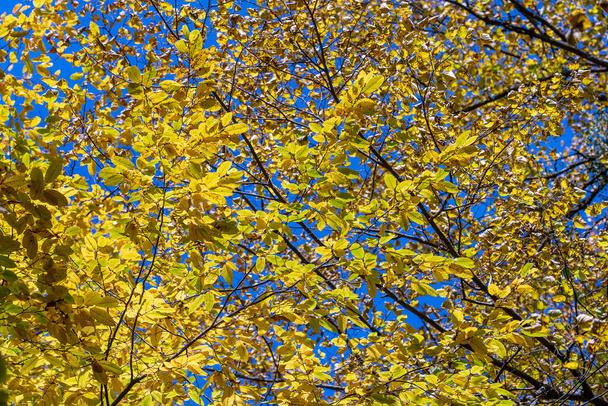 Autumn leaves of tree close-up. Fall natural background of yellow orange green foliage. Scenic nature backdrop of autumn leaves. Multicolor autumn leafage tree. Colorful variegated foliage in sunlight - Foto, Imagen
