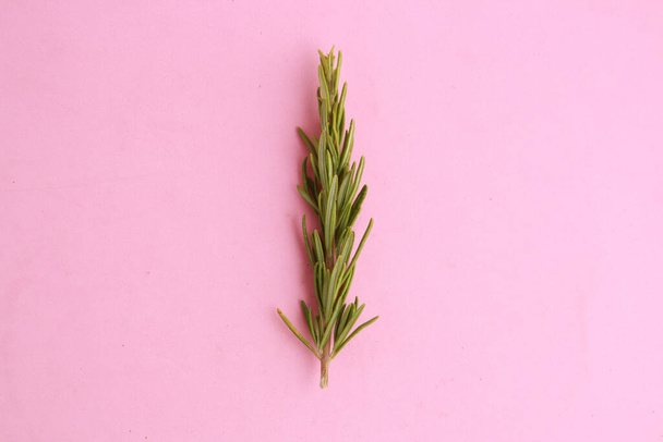 A closeup of rosemary on a pink-colored background - Фото, зображення