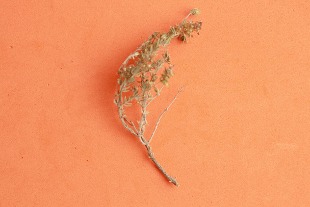 A top view of a thyme branch on an orange background - Zdjęcie, obraz