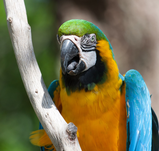 Macaw perched on a tree - Фото, изображение