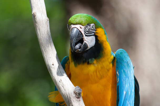 Macaw perched on a tree - Photo, Image