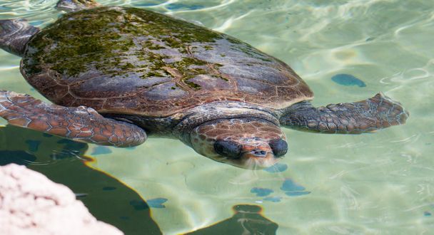 Θαλάσσιας χελώνας κάτω από το νερό - Φωτογραφία, εικόνα