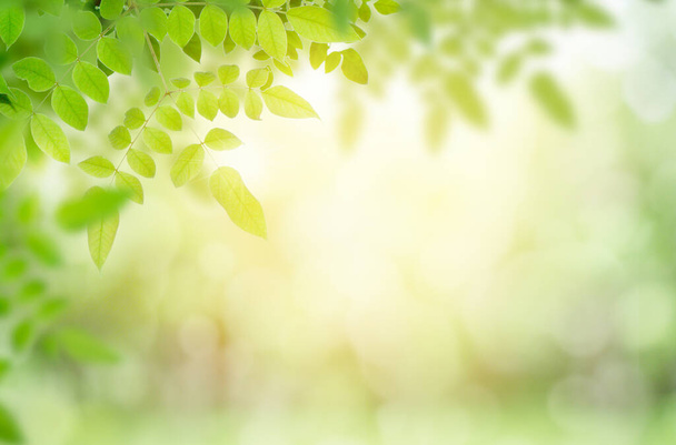 Zöld levél elmosódott zöld háttér. Gyönyörű levél textúra napfényben.háttér természetes zöld növények táj, ökológia.Közelkép természet kilátás szabad teret a szöveg.Természetes zöld háttér. - Fotó, kép