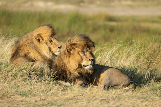 Два льва мужского пола, лежащие рядом друг с другом в высокой траве под солнцем, выглядят настороже в Серенгети Танзания - Фото, изображение