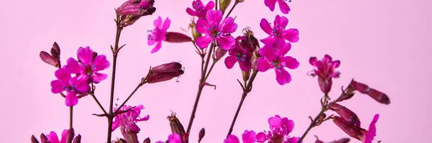 Tabebuia rosea Pink flowers on pink background, selective focus, copy space, small pink flowers, holiday concept - Photo, image