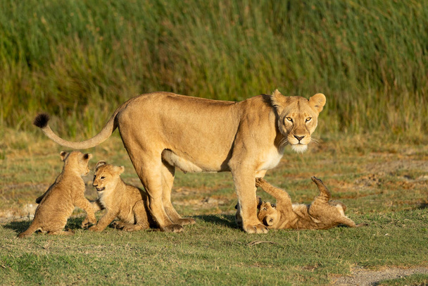 Leoa e seus três leões bebés brincando na grama verde em luz dourada da tarde em Ndutu Tanzânia
 - Foto, Imagem