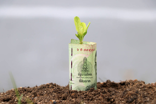 Laminado veinte baht billete de Tailandia y la planta joven crecen desde el suelo. Concepto de crecimiento monetario o interés monetario. - Foto, Imagen