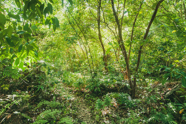 Seychellen, Tropischer Dschungel mit üppiger Vegetation auf den Seychellen - Foto, Bild