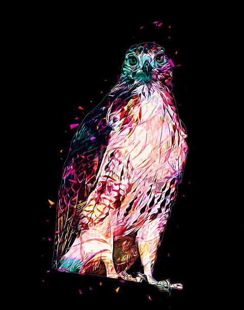 Falcon aterrizaje swoop mano dibujar y pintar el color en la ilustración de fondo, halcón vintage retro - Foto, Imagen