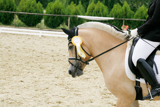 Kolorowe wstążki rozeta na głowie młodego zwycięzcy ujeżdżenia konia na wyrównywanie wydarzenia. Dumny jeździec noszący odznaki na zwycięskim koniu po zawodach - Zdjęcie, obraz