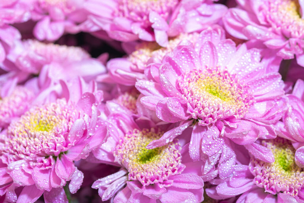 Makrofoto von leuchtend rosafarbenem, frischem Chrisambukett - Foto, Bild