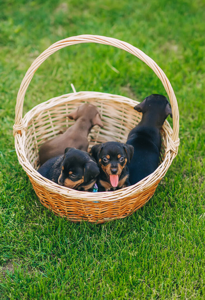 Cachorros en la canasta sobre hierba verde. Especie de perros de caza. Los cachorritos negros son criadores de Dachshund. Vista vertical - Foto, Imagen