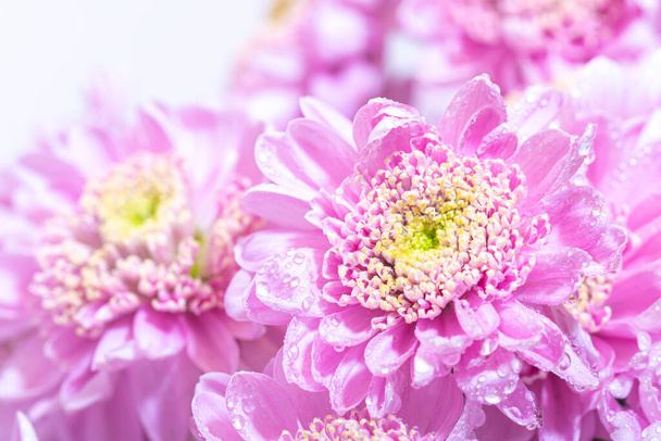 Makro fotografie jasně růžové čerstvé chrisantemum kytice - Fotografie, Obrázek