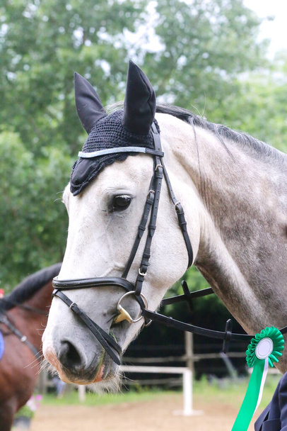 Kolorowe wstążki rozetka na głowie młodego zwycięzcy pokazu skoczek konia na zawody. Dumny jeździec noszący odznaki na zwycięskim koniu po zawodach - Zdjęcie, obraz