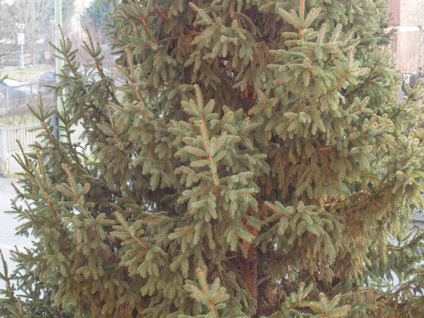 Pine tree - Photo, Image