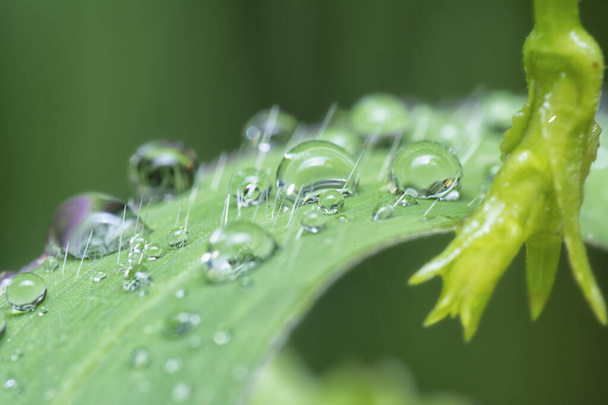 dew droplets on the wild grass surface. - Valokuva, kuva