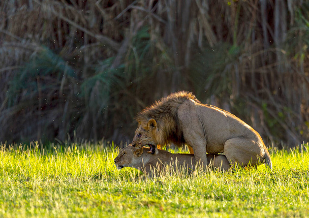 アフリカのアンボゼリ国立公園でのライオンズの出会い - 写真・画像