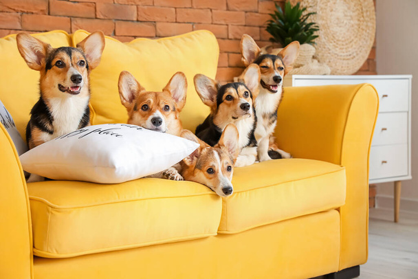Cute corgi dogs resting on sofa at home - Photo, Image