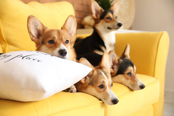 Evdeki kanepede dinlenen tatlı Corgi köpekleri. - Fotoğraf, Görsel
