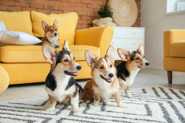 Roztomilý corgi psi doma - Fotografie, Obrázek