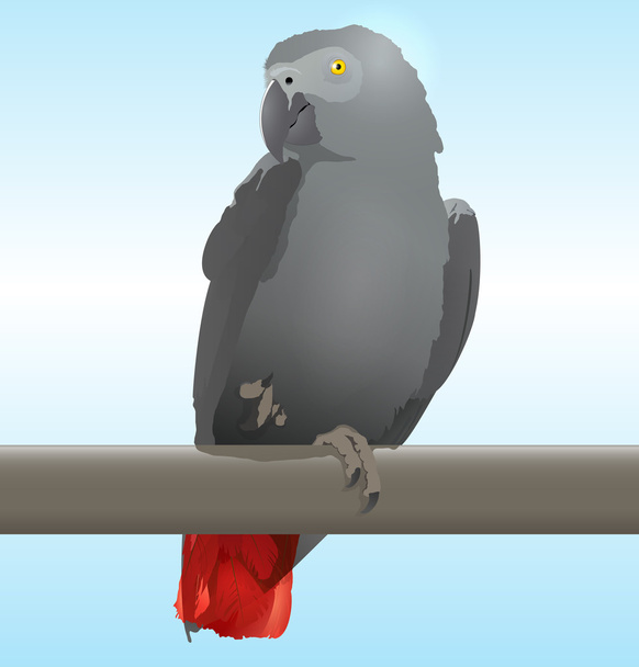 Африканский серый попугай
 - Вектор,изображение