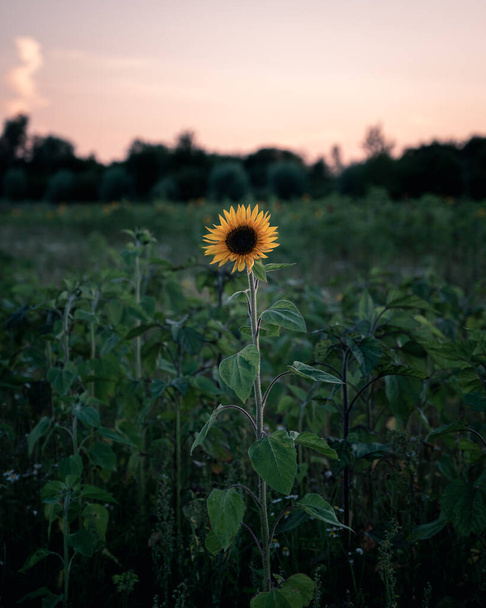 Auringonkukka kukkii suurella pellolla auringonlaskun aikaan. - Valokuva, kuva