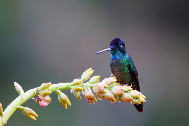 Magnificent Hummingbird (Eugenes fulgens) male sitting on a bromelia to get nectar in the rainforest in San Gerardo del dota, Savegre, Costa Ric - Photo, Image