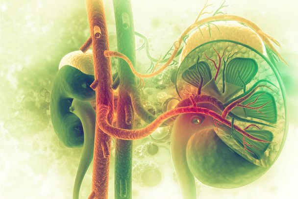 Menschlicher Nierenschnitt auf wissenschaftlichem Hintergrund. 3D-Illustration - Foto, Bild