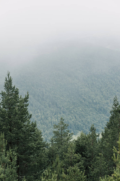 View of a beautiful foggy pine trees in the mountains - Foto, afbeelding
