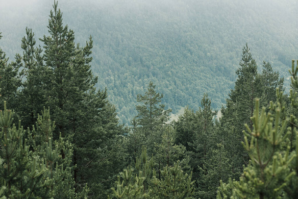 Vue d'un beau pin brumeux dans les montagnes - Photo, image